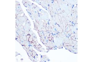 Immunohistochemistry of paraffin-embedded mouse heart using Flotillin 1 Rabbit mAb (ABIN3017206, ABIN3017207, ABIN1680028 and ABIN1680029) at dilution of 1:100 (40x lens). (Flotillin 1 antibody)