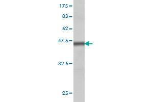 Western Blot detection against Immunogen (36.