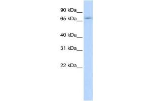 Western Blotting (WB) image for anti-Zinc Finger Protein 708 (ZNF708) antibody (ABIN2459437) (ZNF708 antibody)