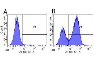 Flow-cytometry using the anti-Integrin alpha 4 research biosimilar antibody Natalizumab   Human lymphocytes were stained with an isotype control (panel A) or the rabbit-chimeric version of Natalizumab ( panel B) at a concentration of 1 µg/ml for 30 mins at RT. (Recombinant ITGA4 (Natalizumab Biosimilar) antibody)