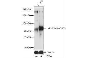 Western blot analysis of extracts of U-937 cells, using Phospho-PKC delta-T505 antibody (ABIN6135291, ABIN6136204, ABIN6136205 and ABIN6225674) at 1:2000 dilution. (PKC delta antibody  (pThr505))