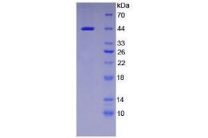 Image no. 1 for Actin, beta (ACTB) (AA 1-375) protein (His tag) (ABIN1880098) (beta Actin Protein (AA 1-375) (His tag))