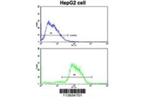 Cadherin 4 antibody  (N-Term)