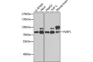 Western blot analysis of extracts of various cell lines, using FUBP1 antibody (ABIN6130392, ABIN6140802, ABIN6140804 and ABIN6221231) at 1:1000 dilution. (FUBP1 antibody  (AA 302-644))