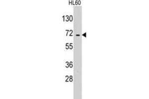 Western Blotting (WB) image for anti-Glutamyl-tRNA Synthetase 2 Mitochondrial (EARS2) antibody (ABIN3003298) (EARS2 antibody)