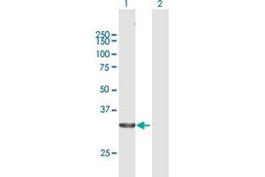Western Blot analysis of ELAVL1 expression in transfected 293T cell line by ELAVL1 MaxPab polyclonal antibody.