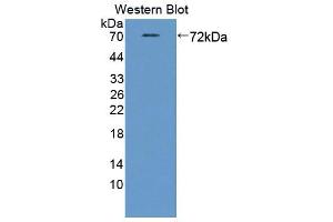 Western blot analysis of the recombinant protein. (STAM2 antibody  (AA 1-377))