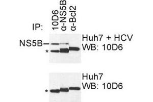 IP was carried out with NS5B specific mAb 10D6 using the lysates of Huh7 cells harboring selectable subgenomic HCV RNA replicon (upper panel) or plain Huh7 cells (lower panel). (HCV 1b NS5B antibody  (AA 111-130))