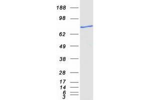 Validation with Western Blot (ACSBG1 Protein (Myc-DYKDDDDK Tag))