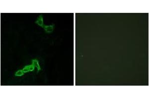 Immunofluorescence analysis of MCF7 cells, using GPR137C Antibody. (GPR137C antibody  (AA 256-305))