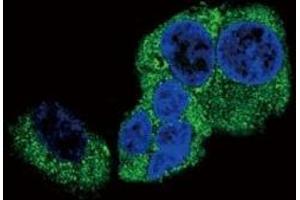 Confocal immunofluorescent analysis of DBH antibody with HepG2 cells followed by Alexa Fluor 488-conjugated goat anti-rabbit lgG (green). (DBH antibody  (AA 27-56))
