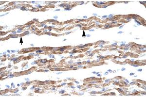 Human Muscle; HumanMuscle; PQBP1 antibody - middle region in Human Muscle cells using Immunohistochemistry (PQBP1 antibody  (Middle Region))