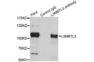 Immunoprecipitation analysis of 200ug extracts of HeLa cells using 1ug L3MBTL3 antibody (ABIN4904189). (L3MBTL3 antibody)