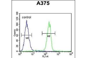 C1QTNF1 Antibody (N-term) (ABIN390541 and ABIN2840881) flow cytometric analysis of  cells (right histogram) compared to a negative control cell (left histogram). (C1QTNF1 antibody  (N-Term))