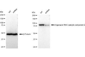 Western blotting analysis using Argonaute RISC catalytic component 2 antibody (ABIN7797650).