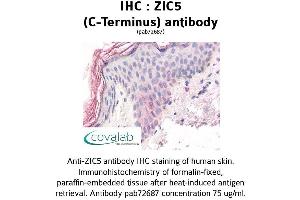 Image no. 2 for anti-Zinc Family Member 5 (ZIC5) (C-Term) antibody (ABIN1740919)