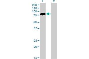 Western Blot analysis of BMP2K expression in transfected 293T cell line by BMP2K monoclonal antibody (M03), clone X1. (BMP2K antibody  (AA 540-650))