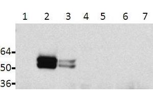 Western blot analysis of lysates from HeLa transfected cells: 1: Tau, 2: Tau + Fyn, 3: Tau + Src, 4: non-transfected, 5: TauY18F, 6: TauY18F + Fyn, 7: TauY18F + Src (tau antibody  (pTyr18))