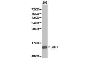 Western Blotting (WB) image for anti-Tachykinin, Precursor 1 (TAC1) antibody (ABIN1875012) (TAC1 antibody)
