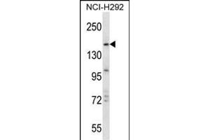 TRIM33 Antibody (C-term) (ABIN657566 and ABIN2846573) western blot analysis in NCI- cell line lysates (35 μg/lane).