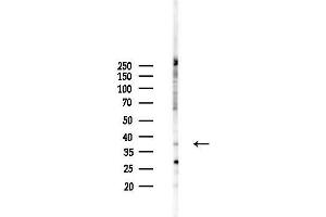 Western blot analysis of lysates from 293 cells(LPS 4h treatment), using Phospho-SIRT6 (Thr294) Antibody at 1/1000 dilution.