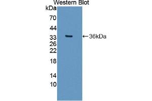 Figure. (NCDN antibody  (AA 2-300))