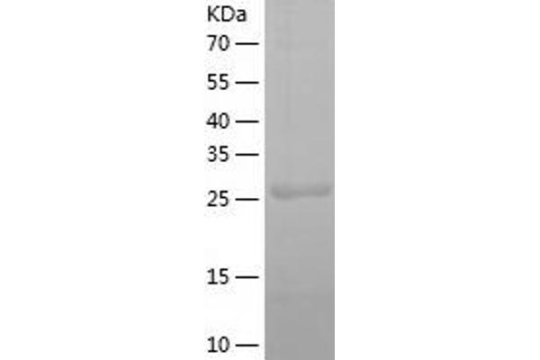 HLF Protein (AA 1-295) (His tag)