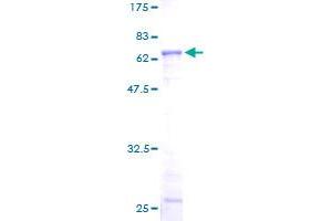 ACTR2 Protein (AA 1-394) (GST tag)