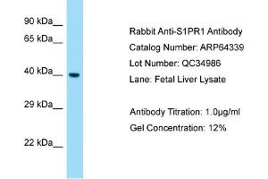 Western Blotting (WB) image for anti-Sphingosine-1-Phosphate Receptor 1 (S1PR1) (C-Term) antibody (ABIN2789809)