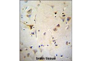 AGBL5 Antibody immunohistochemistry analysis in formalin fixed and paraffin embedded human brain tissue followed by peroxidase conjugation of the secondary antibody and DAB staining. (AGBL5 antibody  (N-Term))