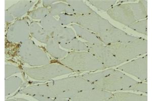 ABIN6278144 at 1/100 staining Mouse muscle tissue by IHC-P. (ING3 antibody  (Internal Region))