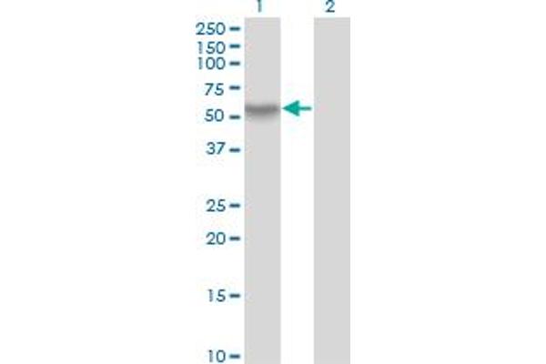 RanBP3 antibody  (AA 298-397)