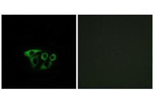Immunofluorescence (IF) image for anti-ATP Synthase, H+ Transporting, Mitochondrial Fo Complex, Subunit G2 (ATP5L2) (Internal Region) antibody (ABIN1850832) (ATP5L2 antibody  (Internal Region))