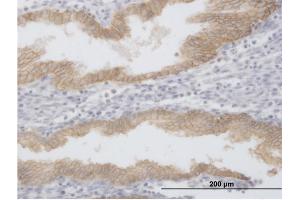 Immunoperoxidase of purified MaxPab antibody to EPCAM on formalin-fixed paraffin-embedded human endometrium. (EpCAM antibody  (AA 1-314))