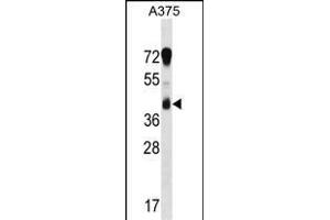 RCN1 Antibody (C-term) (ABIN1537098 and ABIN2848451) western blot analysis in  cell line lysates (35 μg/lane).