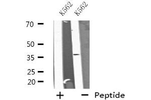 Western blot analysis of extracts from K562 cells, using A2GL antibody.