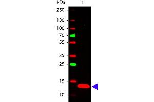 Western Blot of Rabbit anti-TSLP antibody. (Thymic Stromal Lymphopoietin antibody)