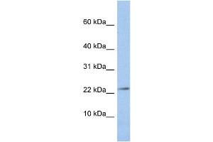 WB Suggested Anti-JAM3 Antibody Titration:  0. (JAM3 antibody  (N-Term))