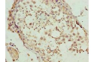 Immunohistochemistry of paraffin-embedded human testis tissue using ABIN7145484 at dilution of 1:100 (DEFB129 antibody  (AA 20-183))