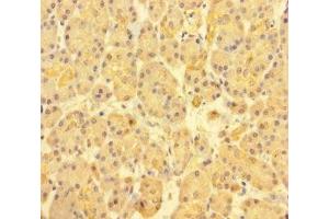 Immunohistochemistry of paraffin-embedded human pancreatic tissue using ABIN7171517 at dilution of 1:100 (ABI3BP antibody  (AA 601-900))