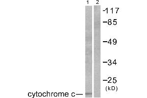 Western blot analysis of extracts from COS7 cells, using Cytochrome c antibody (#C0170). (Cytochrome C antibody)