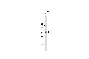 Anti-PKA-C-alpha/beta Antibody at 1:1000 dilution + Hela whole cell lysate Lysates/proteins at 20 μg per lane. (PKA C-Alpha,PKA C-beta (AA 9-40), (N-Term) antibody)