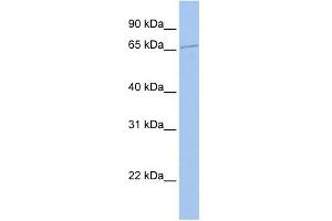 WB Suggested Anti-ECD Antibody Titration:  0. (ECD/SGT1 antibody  (N-Term))