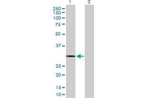 Western Blot analysis of PDYN expression in transfected 293T cell line by PDYN MaxPab polyclonal antibody. (PDYN antibody  (AA 1-254))