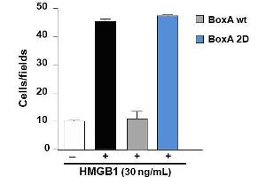 High Mobility Group Box 1 (HMGB1) (BoxA 2D) protein