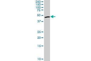 ANGPTL4 MaxPab rabbit polyclonal antibody. (ANGPTL4 antibody  (AA 1-406))