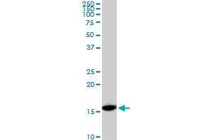 RPS23 monoclonal antibody (M02), clone 1E3. (RPS23 antibody  (AA 44-143))