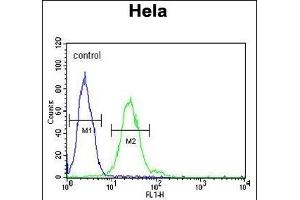 TRMT11 Antibody (C-term) (ABIN651583 and ABIN2840311) flow cytometric analysis of Hela cells (right histogram) compared to a negative control cell (left histogram).