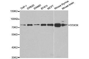 Western Blotting (WB) image for anti-DEAD (Asp-Glu-Ala-Asp) Box Polypeptide 3, X-Linked (DDX3X) antibody (ABIN1876838) (DDX3X antibody)