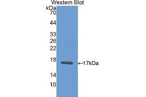 Western Blotting (WB) image for anti-Carcinoembryonic Antigen Gene Family (CEA) (AA 85-222) antibody (ABIN1077899)